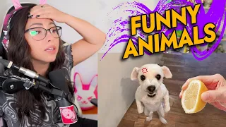 Bunny REACTS to Funny Dogs Having a Bad Day! (IMPOSSIBLE) TNTL