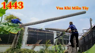 Phản xạ của Vua Khỉ Miền Tây khi đang cưa mà bị trượt chân ? Cutting coconut trees (2/2)