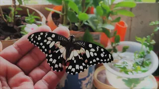 Lime butterfly emerges from pupa