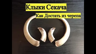 Клыки Секача. Вывариваем и обрабатываем.