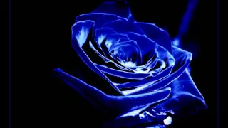 Teebee - Blue Rose