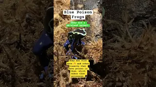 Blue Poison Frogs eat Fire ants. #frog #frogs #amphibians #animals #nature #naturelovers #animal #hi