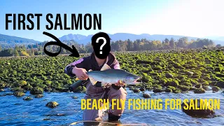 FIRST SALMON ON THE BEACH!! Beach Fly Fishing For Salmon