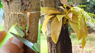 Tricks for grafting mango tree multiple very unique best method for beginners