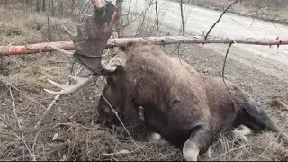 Лось запутался рогами в оптоволоконном кабеле