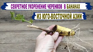 🍇 Научил старый филиппинец. Когда Вы наконец поймете, как БАНАНЫ ВЛИЯЮТ на укоренение черенков.