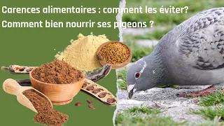 Dietary deficiencies: how to avoid them? How to feed your pigeons properly?