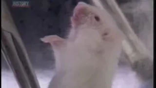 Mouse breathing water
