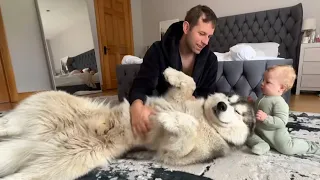 Adorable Baby Boy Talks To His Giant Husky! (Cutest Ever!!)