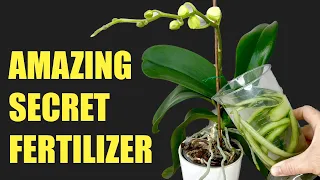 the amazing secret of orchid fertilizer (Fast and Easy)