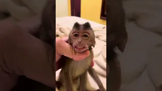 Baby monkey_leave me alone!!!