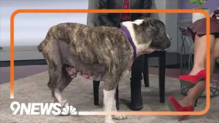 Petline9 | Senior dog needs forever home