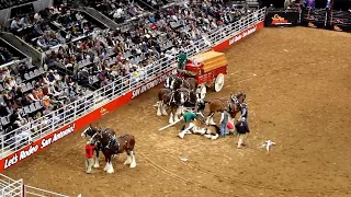 Budweiser Clydesdale accident at San Antonio Stock Show & Rodeo goes viral