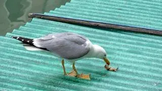 Seagull eating crab in Venice!