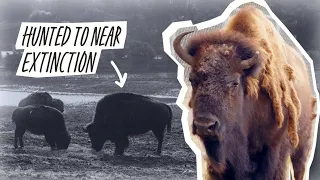 Why Are There Bison In Golden Gate Park? | History Moment
