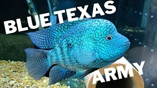 Blue Texas Army (H. Carpintis)