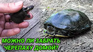 Европейская болотная черепаха - уход и содержание в домашних условиях