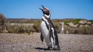 Península Valdés Wildlife Tour in Patagonia | Chubut, Argentina