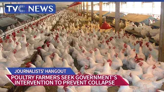 Poultry Farmers Seek Government's Intervention To Prevent Collapse