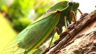 Cicada Life & Death 2 Whole Cicada Season Part 1 EDUCATIONAL VIDEO