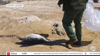 Increase in sick and injured brown pelicans