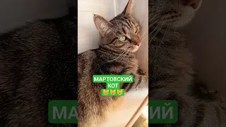 МАРТОВСКИЙ КОТ😸😸😸 #dance #amapiano #music #dancechallenge #afrodance #moresubscribers2022 #masterkg