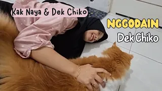 Dek Chiko Aku Godain. funny try not to laugh animals cat lovers cats pet pets kucing hachiko animals