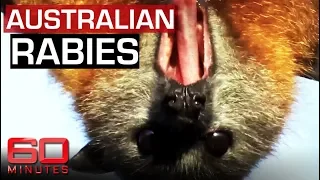 Explainer: What is deadly Australian Bat Lyssavirus? | 60 Minutes Australia