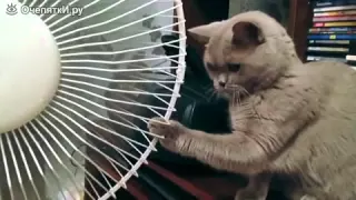 Коты и вентиляторы