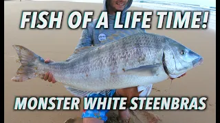 FISH OF A LIFETIME- Monster White Steenbras