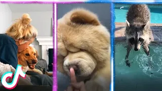 Cute TikTok Pets that Will Cheer You Up when You're Sad 😍❤️️