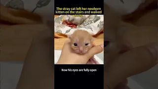 The stray cat left her newborn kitten on the stairs, hoping to find a warm home for the kitten.