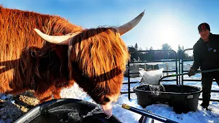 Weird Ways to Stop Cattle Water from Freezing Without Electricity