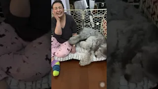 Sharon Cuneta with her giant silver poodle