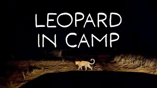 Hungry leopard in our campsite (Rooiputs Ep4)