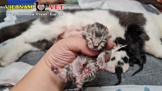 Saving mama cat and her 4 cuest baby newborn kittens from death of Hard giving birth
