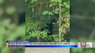 Black bear spotted within Fort Payne city limits