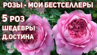 Английские розы - замечательного здоровья и интенсивного аромата, запоминающегося облика!