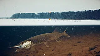 Рыбалка с Жаком! АТАКА ЩУКИ НА ЖИВЦА! Подлёдное видео. Зимняя рыбалка на Жерлицы