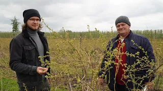 Borówka – istotne zabiegi przed kwitnieniem, Zbigniew Marek i Marceli Dubczyk, 08.05.21