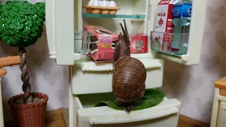 Tiny Snail Gets A Midnight Snack | cute snail video