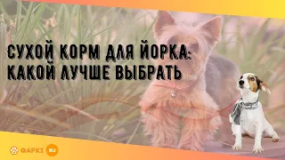 Сухой корм для йорка: какой лучше выбрать