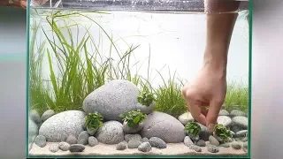 Easy to follow Aquarium Layout Series # 1 (carbon dioxide-free Aquatic Fish Tank 453032)