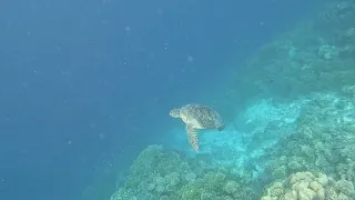 Mercure Maldives Kooddoo Resort House Reef Snorkeling