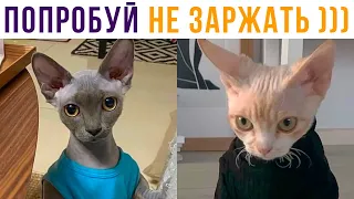 Попробуй не засмеяться! У меня не вышло))) Приколы с котами | Мемозг 612