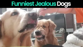 Funny Reactions of Dogs Getting Jealous