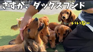 【ダックス子犬】さすが、ダックスフンド！ドッグランが楽しすぎてテンションMAX！Doxie dog dachshund