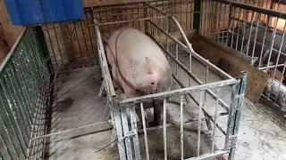Эстрофан свиноматкам  для 100% опороса в срок на 114 день./ Feed pig