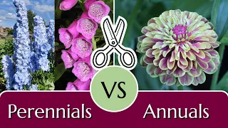 Cut Flowers: Perennials vs. Annuals        #tailoredcanvases