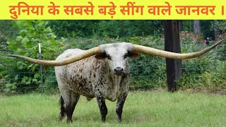 8 Animals With The Biggest Horns In The World ।। You Won’t Believe Actually Exist! ।। Animals